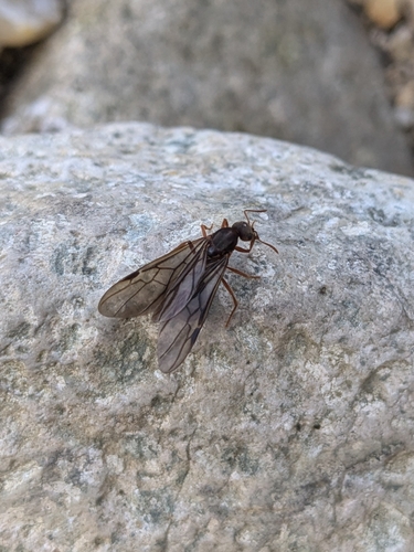 Tranopelta subterraneaTranopelta subterranea