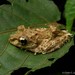 Spinomantis fimbriatus - Photo (c) Chien Lee, todos os direitos reservados, uploaded by Chien Lee