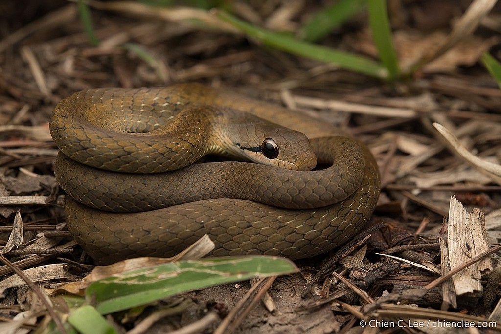 Forest Water Snake (Thamnosophis infrasignatus)