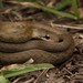 Forest Water Snake - Photo (c) Chien Lee, all rights reserved, uploaded by Chien Lee