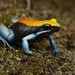 Blue-legged Mantella - Photo (c) Chien Lee, all rights reserved, uploaded by Chien Lee