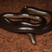Mocquard's Worm Snake - Photo (c) Chien Lee, all rights reserved, uploaded by Chien Lee