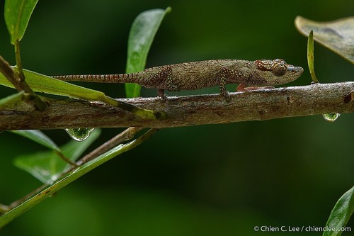 Vohibola Forest Chameleon