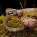 Smooth Slug Snake - Photo (c) Chien Lee, all rights reserved, uploaded by Chien Lee