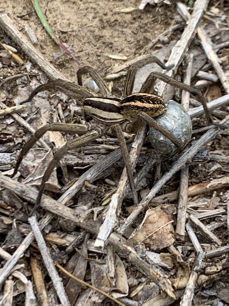 Rabid Wolf Spider (Rabidosa rabida) · iNaturalist