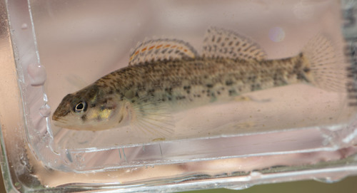 Highland Rim Darter