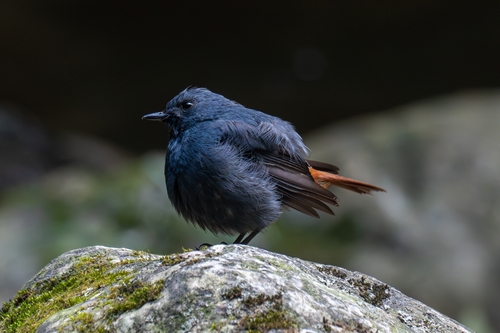 Plumbeous Water Redstart