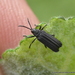 Pentispa bivittaticollis - Photo (c) Juan Carlos Garcia Morales, όλα τα δικαιώματα διατηρούνται, uploaded by Juan Carlos Garcia Morales