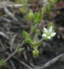 Thyme-leaved Sandwort - Photo (c) Steven Daniel, all rights reserved, uploaded by Steven Daniel