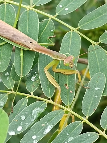 Chinese Mantis