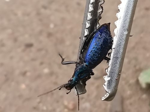 Carabus smaragdinus