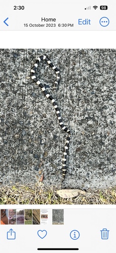 Eastern Bandy Bandy sighting