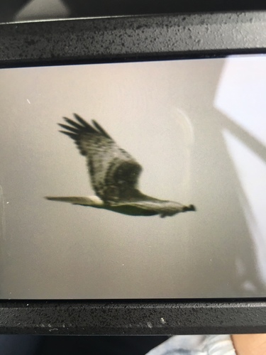 Eastern Marsh Harrier