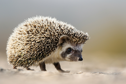 Indian Hedgehog (Paraechinus micropus) — Least Concern Mammalia