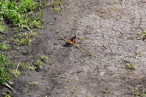 iNaturalist observation photo of California Tortoiseshell