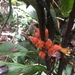 Besleria quadrangulata - Photo (c) Mara Anais Espinoza Buitron, all rights reserved, uploaded by Mara Anais Espinoza Buitron