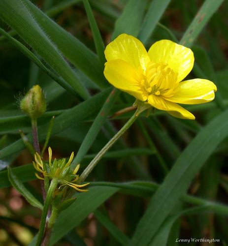 margined buttercup (Ranunculus marginatus var. trachycarpus)