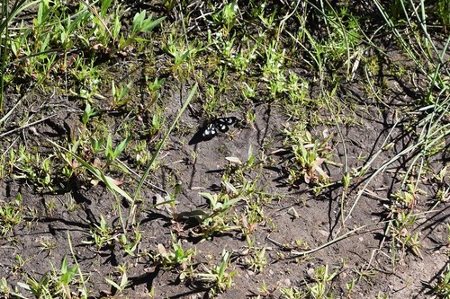 iNaturalist observation photo of Ridings' Forester