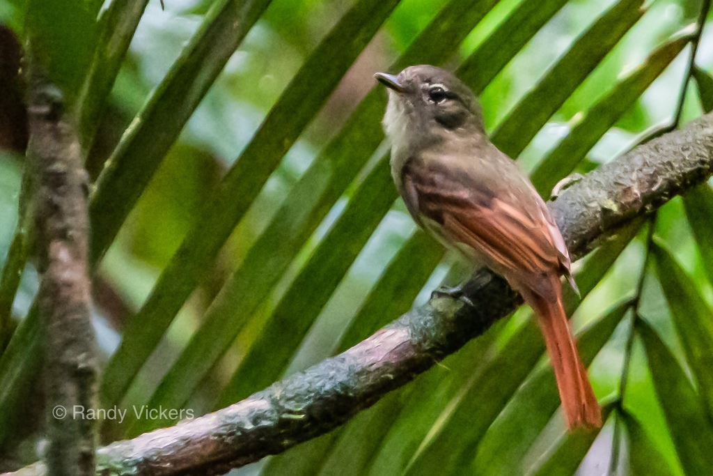Rufous-tailed Flatbill photo