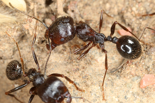 Messor melancholicusMessor melancholicus