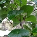 Stephania japonica discolor - Photo (c) Zela Bissett, todos los derechos reservados, subido por Zela Bissett