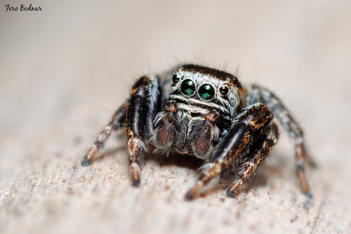 Evarcha arcuata