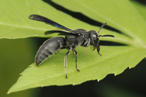 Allorhynchium chinense (de Saussure, 1862)