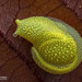 Long-tailed Semi-Slug - Photo (c) Nicky Bay, all rights reserved, uploaded by Nicky Bay