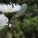 Chrysoperla nipponensis - Photo (c) 近藤行仁, todos los derechos reservados, subido por 近藤行仁