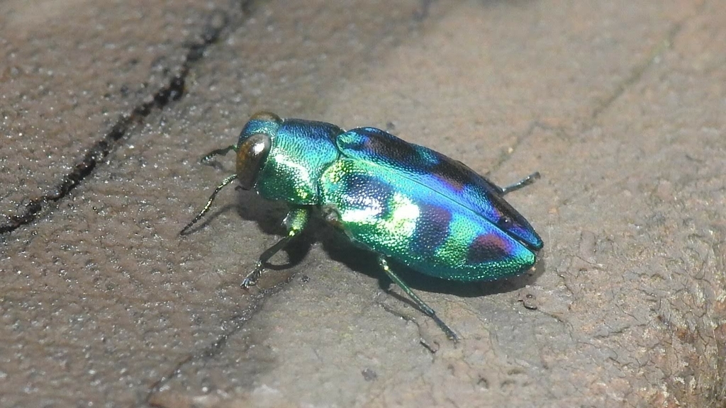 Chrysobothris sauteri from 114台灣台北市內湖區碧山里 on June 13, 2019 at 0150 PM