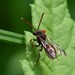 Nomada ginran - Photo (c) Wonwoong Kim, all rights reserved, uploaded by Wonwoong Kim
