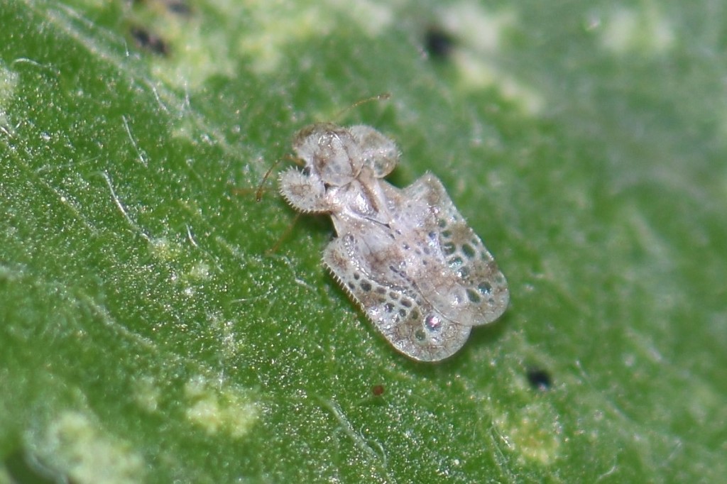 Chrysanthemum Lace Bug from 대한민국 강원도 횡성군 안흥면 on June 11, 2019 at 0502