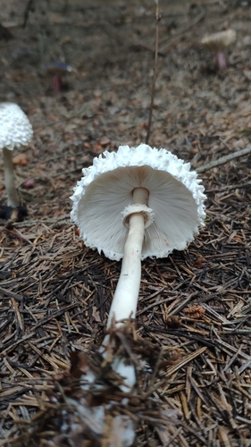 Leucocoprinus nympharum