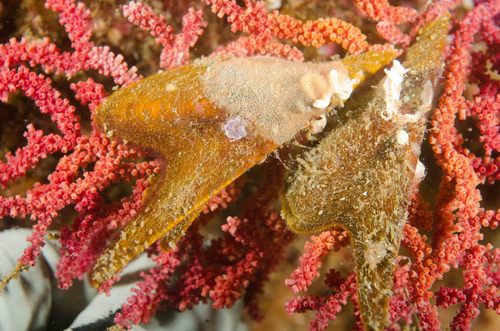 Pteria lata