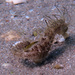 Observation photo