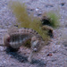 Observation photo