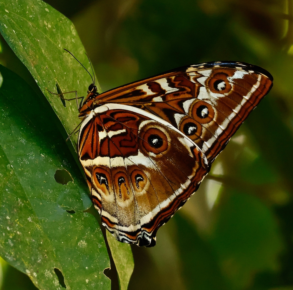 Morpho cisseis · iNaturalist