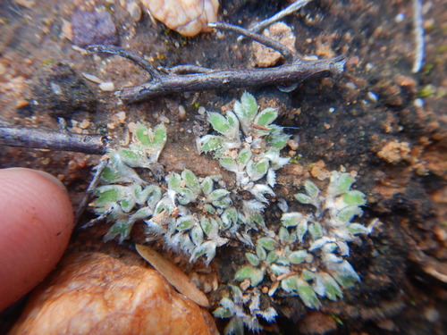 Riccia villosa