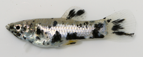 Shortfin Molly
