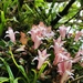 Dendrobium sanseiense - Photo (c) Vivian Li, all rights reserved, uploaded by Vivian Li