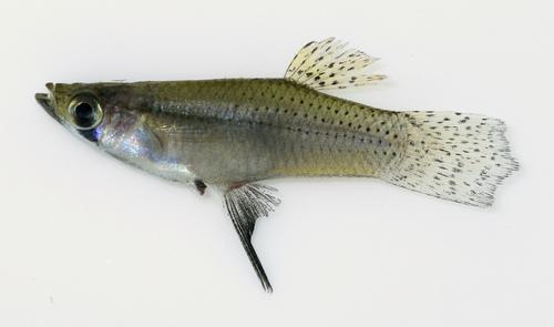 Yucatan Gambusia