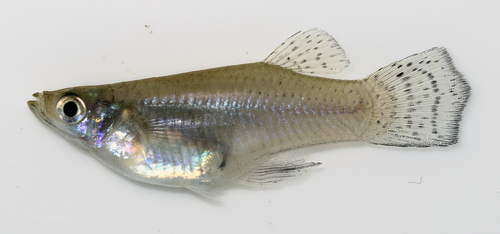 Yucatan Gambusia