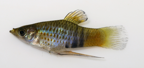 Picotee Livebearer