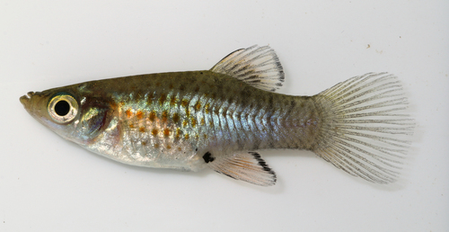 Picotee Livebearer