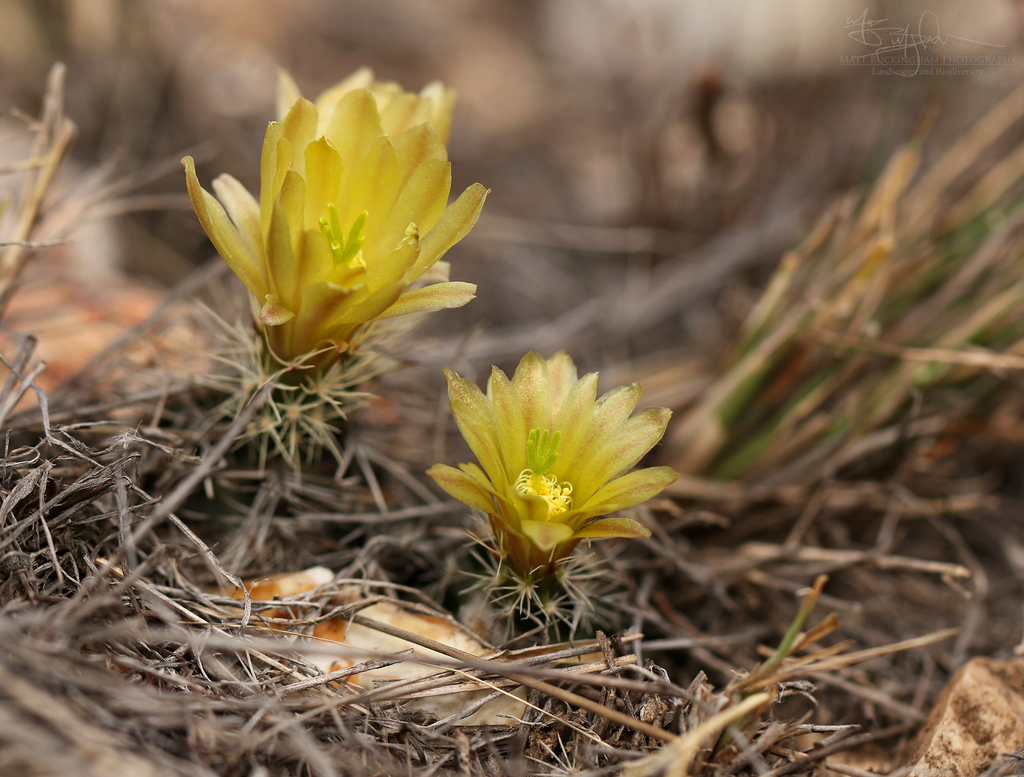 Photos of Davis' Hedgehog Cactus (Echinocereus davisii)  iNaturalist