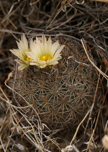 Echinomastus warnockii (L.D. Benson) Glass & R.A. Foster