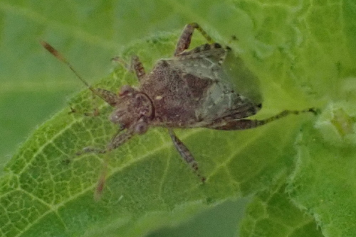 Zummeng Insect Observations by juliestromberg · iNaturalist