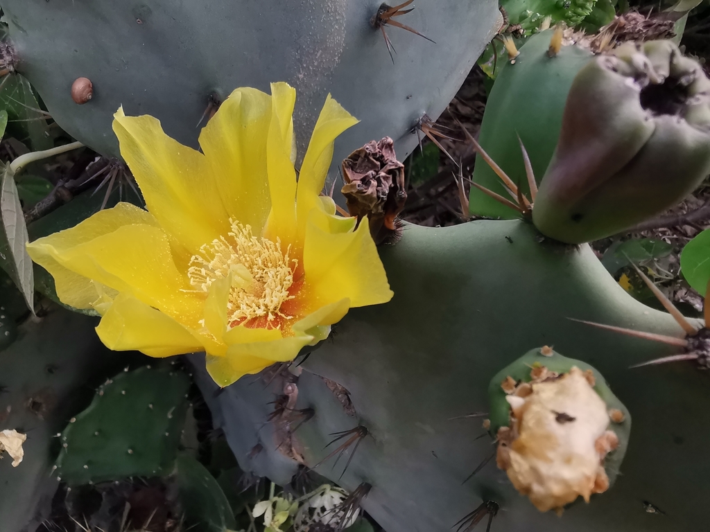 Prickly pear