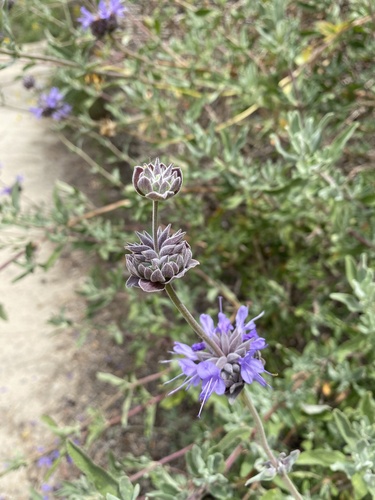 iNaturalist observation photo of purple sage