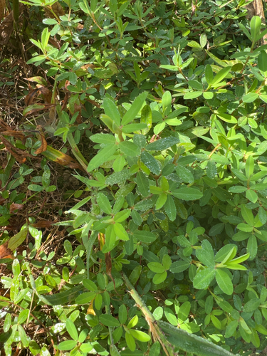 Japanese Clover